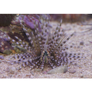 Echinothrix calamaris - Bleistift-Diademseeigel S