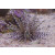 Echinothrix calamaris -  Banded urchin 