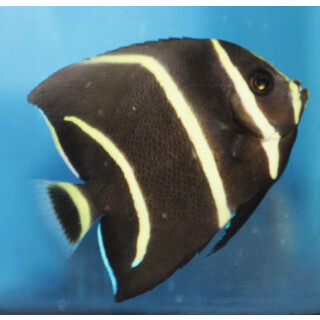 Pomacanthus arcuatus - Gray angelfish