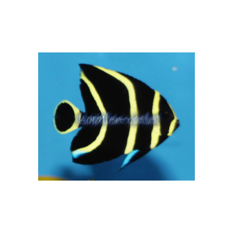 Pomacanthus paru -  Franzosen-Kaiserfisch