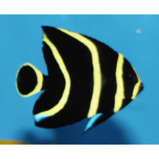 Pomacanthus paru -  Franzosen-Kaiserfisch