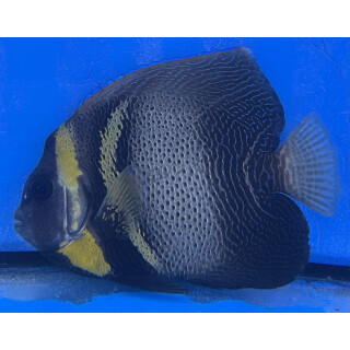 Pomacanthus zonipectus - Cortez angelfish
