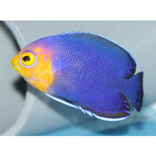 Centropyge argi - Blauer Zwergkaiserfisch