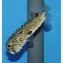 Diodon holocanthus - Striped burrfish