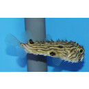 Diodon holocanthus - Striped burrfish