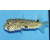 Chilomycterus schoepfii - Igelfisch