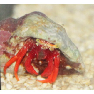 Paguristes cadenati - red hermit crab