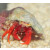Paguristes cadenati - red hermit crab