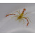 Stenopus scutellatus Karibik-Scherengarnele