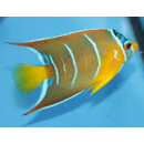 Holacanthus ciliaris - Diadem-Prachtkaiserfisch in Umf&auml;rbung ca. 11cm