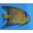 Holacanthus ciliaris - Diadem-Prachtkaiserfisch in Umf&auml;rbung ca. 11cm