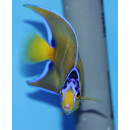Holacanthus ciliaris - Diadem-Prachtkaiserfisch in Umf&auml;rbung ca. 11cm