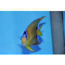 Holacanthus ciliaris - Diadem-Prachtkaiserfisch in Umf&auml;rbung ca. 11cm