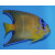 Holacanthus ciliaris - Diadem-Prachtkaiserfisch in Umfärbung ca. 11cm