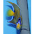 Holacanthus ciliaris - Diadem-Prachtkaiserfisch in Umfärbung ca. 11cm