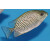 Siganus vermiculatus - Vermiculated spinefoo / Maze Rabbitfish