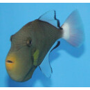 Melichthys vidua - Rotschwanz-Dr&uuml;ckerfisch