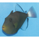 Melichthys vidua - Pinktail triggerfish