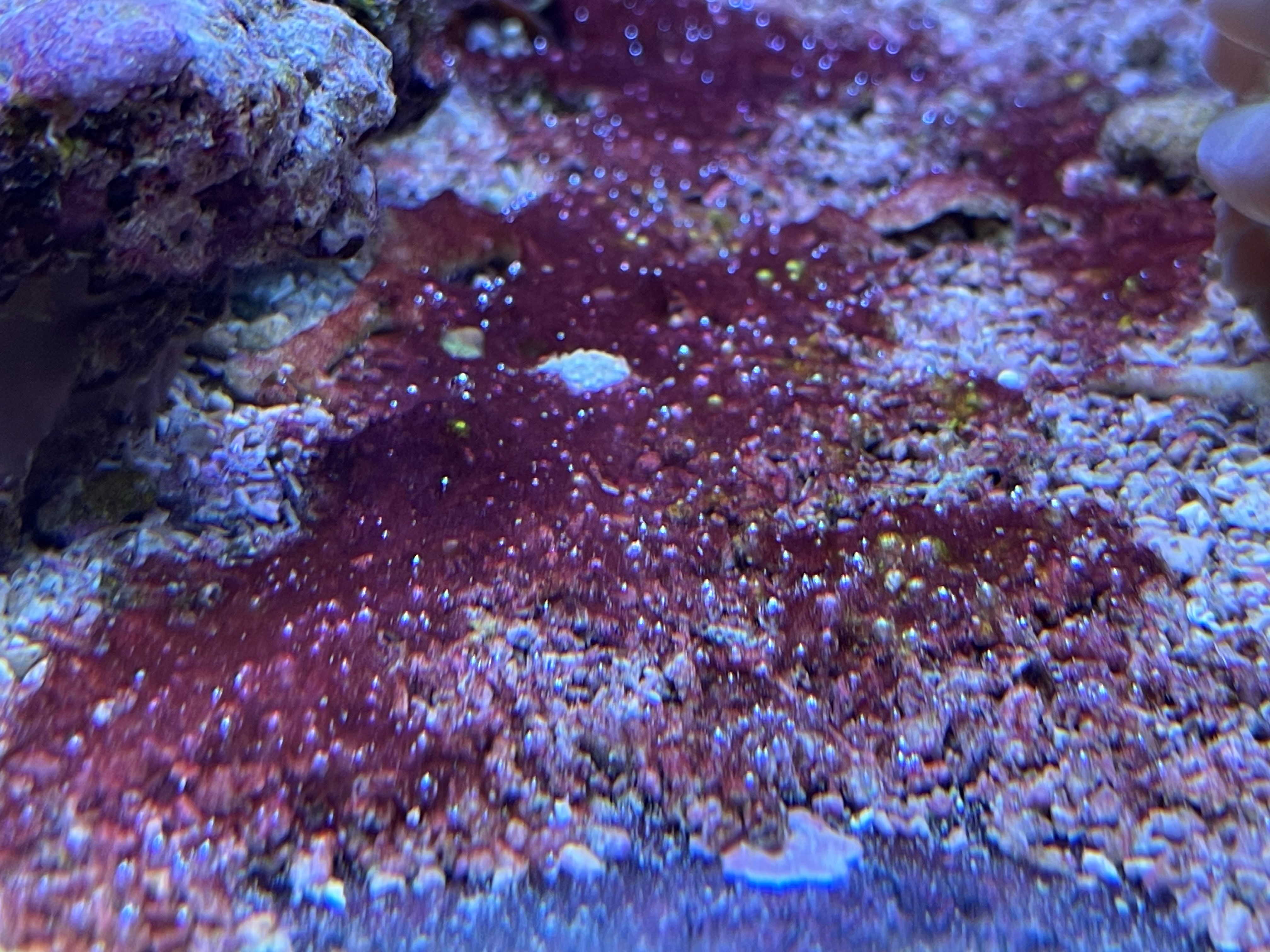 Cyano.jpg